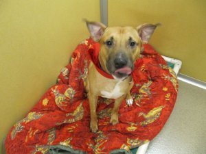 how handsome is he? That was his little bed he was on when we met him.
