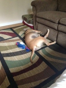 FINE. Be that way. WAHHHH.... (Notice the Giants CHEW toy...haha)