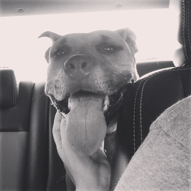 Bradley all happy he just got his nails cut! 