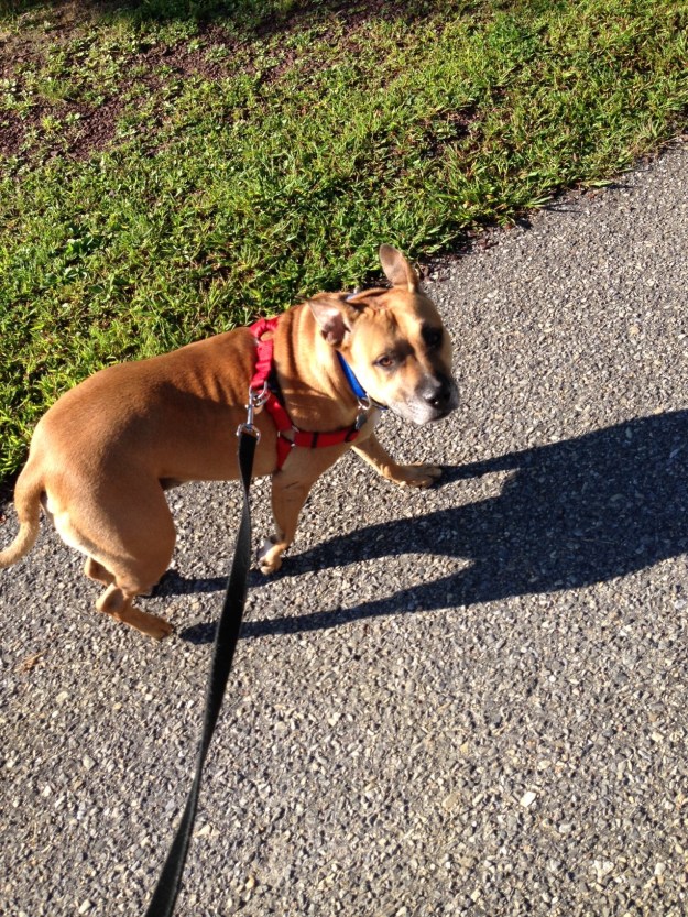 his favorite thing to do- walks!